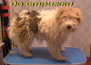 стрижка собак и кошек в Калининграде