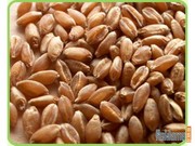 Продажа зерна пшеницы от 1 мешка до 10 тонн в Волгограде