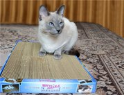 Новые когтеточки-лежанки для кошек в Дагестане.