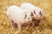 БВМ добавка для свиней Purina 15% 