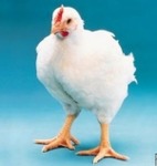 Комбикорм Гроуэр для цыплят-бройлеров 