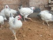 Комбикорм для цыплят яичных пород Пурина