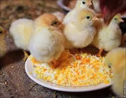 Комбикорм для цыплят яичных пород