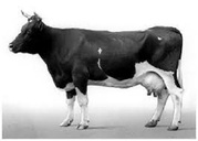 БВМ добавка для дойной коровы 20%
